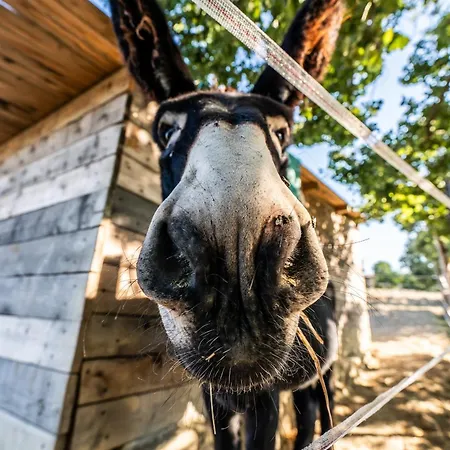 Bio Agriturismo Assiolo * Branca