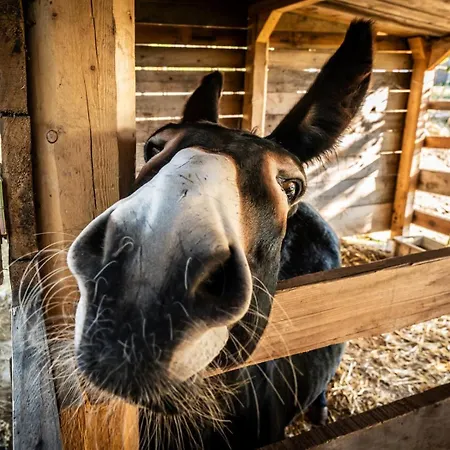 Bio Agriturismo Assiolo *